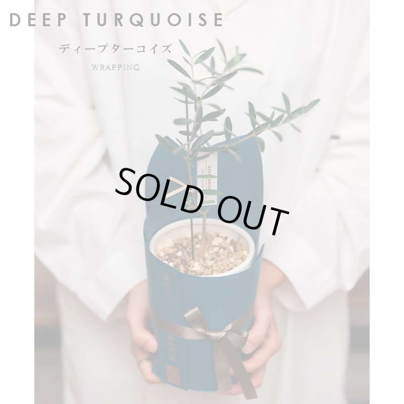 画像10: MEDEL GREEN　◆ オリーブ苗木　陶器鉢  ギフトラッピング仕様 ◆  サイズ：底から葉先まで約35〜45cm前後に剪定してお届け (10)