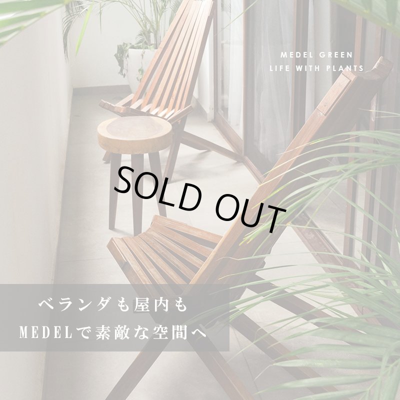 画像7: MEDEL GREEN ◆ オリーブ苗木 陶器鉢 L サイズ  ◆ :底から葉先まで約55〜65cm前後に剪定してお届け (7)