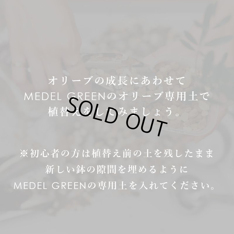 画像8: MEDEL GREEN　◆ オリーブ苗木専用　ベストミックスソイル　１L (8)