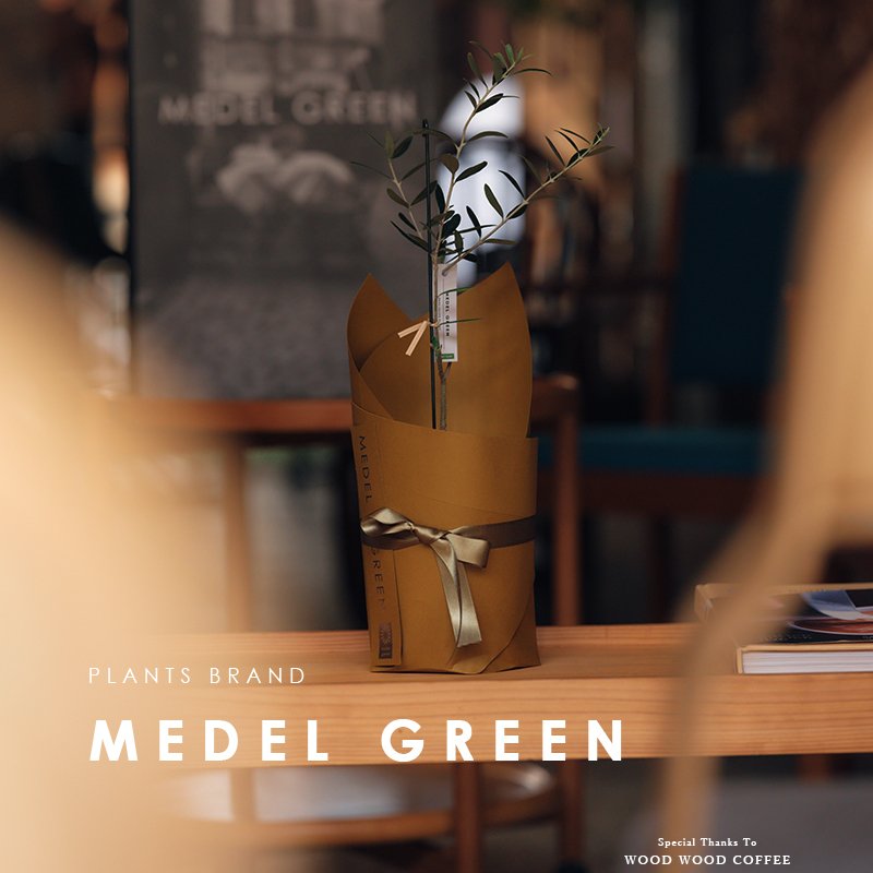 画像2: MEDEL GREEN　◆ オリーブ苗木　陶器鉢  ギフトラッピング仕様 ◆  サイズ：底から葉先まで約35〜45cm前後に剪定してお届け (2)