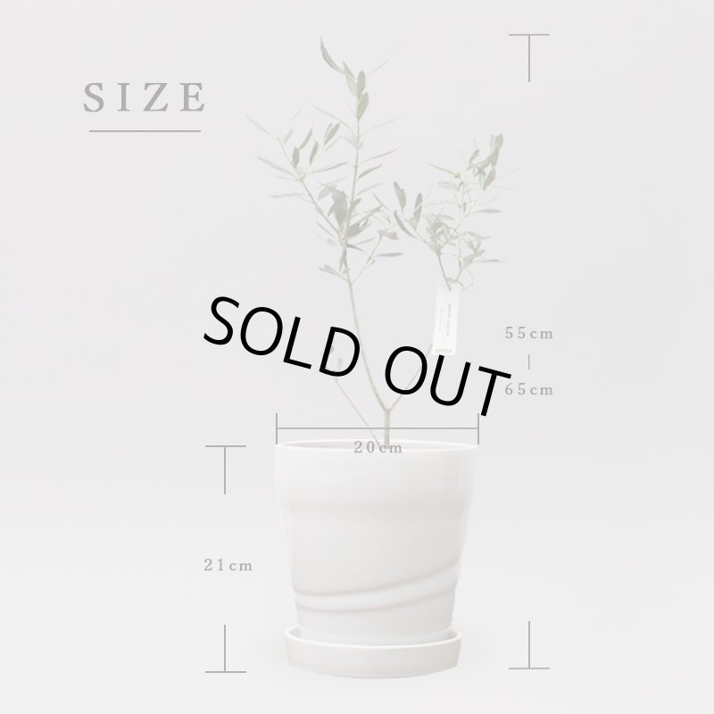 画像3: MEDEL GREEN ◆ オリーブ苗木 陶器鉢 L サイズ  ◆ :底から葉先まで約55〜65cm前後に剪定してお届け (3)