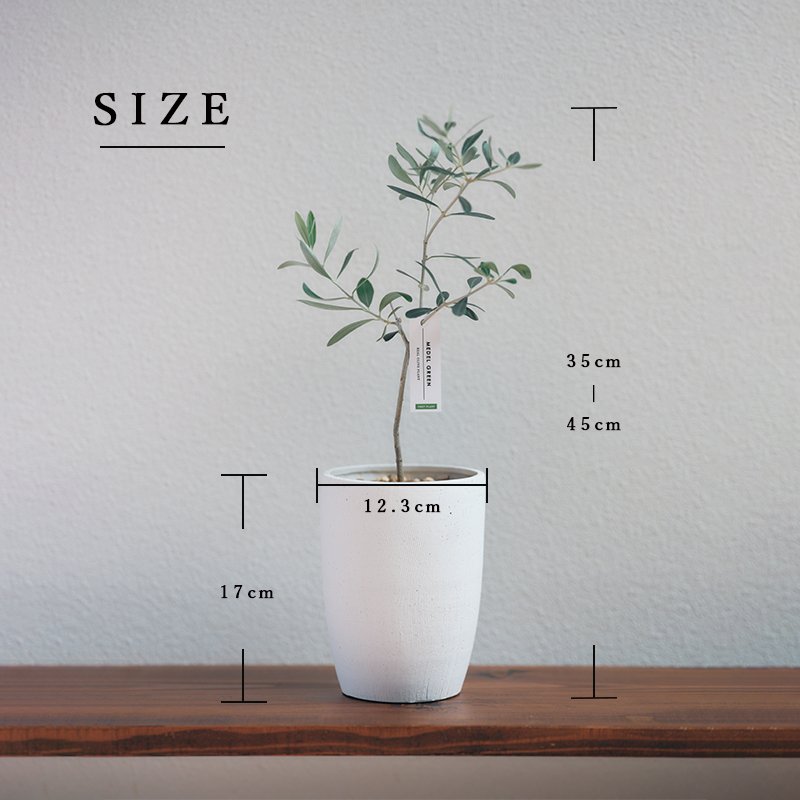 画像14: MEDEL GREEN　◆ オリーブ苗木　陶器鉢  ギフトラッピング仕様 ◆  サイズ：底から葉先まで約35〜45cm前後に剪定してお届け (14)