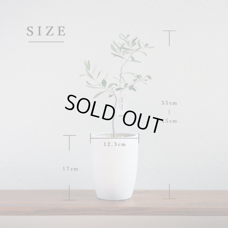 画像14: MEDEL GREEN　◆ オリーブ苗木　陶器鉢  ギフトラッピング仕様 ◆  サイズ：底から葉先まで約35〜45cm前後に剪定してお届け (14)