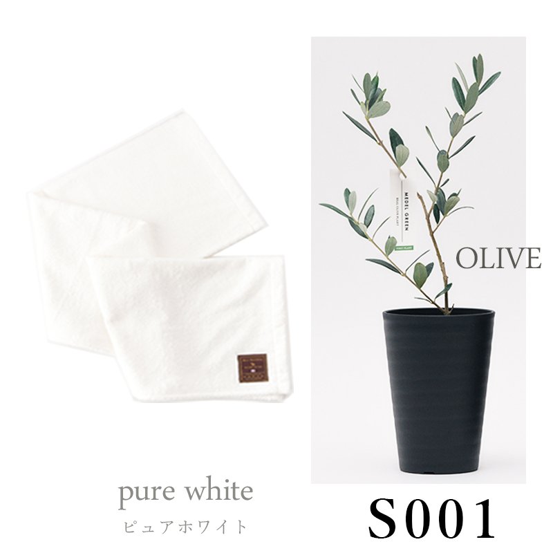 画像26: ◆ 最新作 ◆「 繁栄の象徴シリーズ 」 MAX MATERIA feat MEDEL GREEN　◆バスタオル１P＆オリーブ若木 ◆ デザイン黒樹脂鉢＆ギフトBOX入り　オリーブ：底から葉先まで約25〜40cm前後に剪定済 (26)