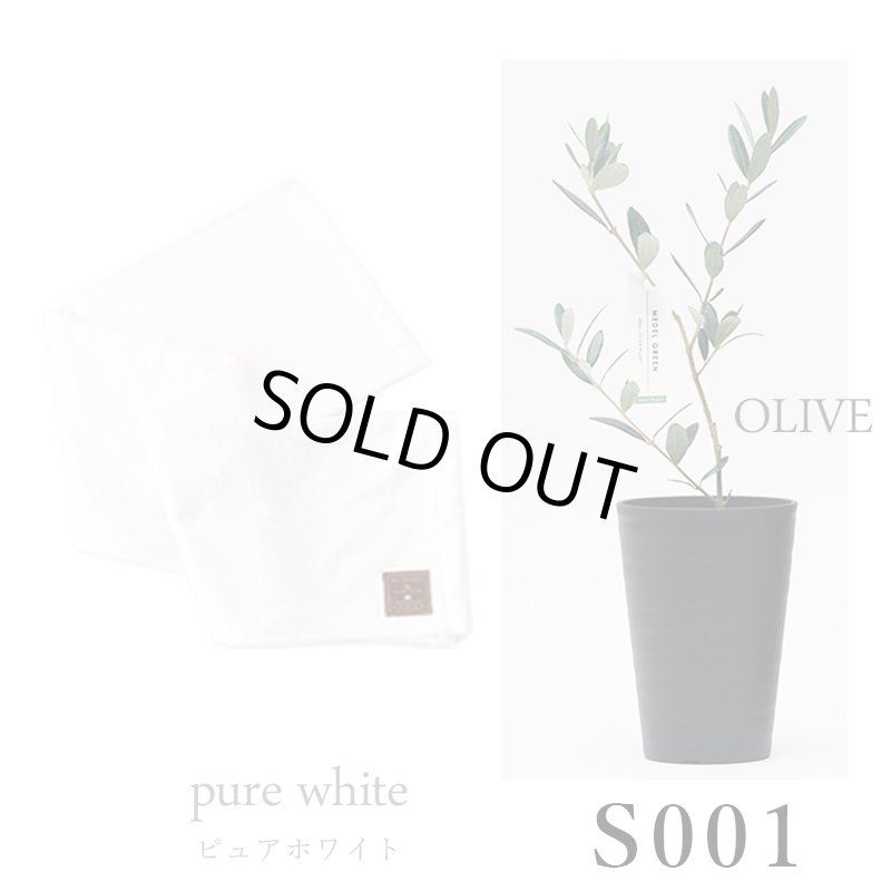 画像26: ◆ 最新作 ◆「 繁栄の象徴シリーズ 」 MAX MATERIA feat MEDEL GREEN　◆バスタオル１P＆オリーブ若木 ◆ デザイン黒樹脂鉢＆ギフトBOX入り　オリーブ：底から葉先まで約25〜40cm前後に剪定済 (26)