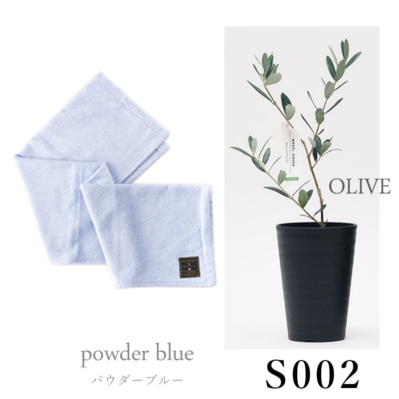 画像27: ◆ 最新作 ◆「 繁栄の象徴シリーズ 」 MAX MATERIA feat MEDEL GREEN　◆バスタオル１P＆オリーブ若木 ◆ デザイン黒樹脂鉢＆ギフトBOX入り　オリーブ：底から葉先まで約25〜40cm前後に剪定済 (27)