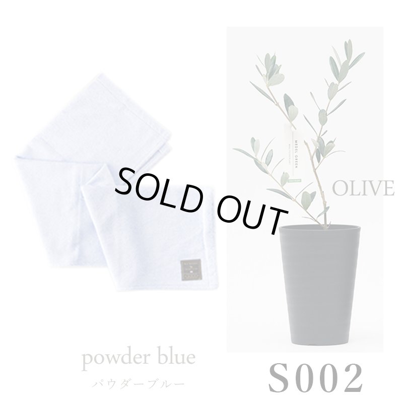 画像27: ◆ 最新作 ◆「 繁栄の象徴シリーズ 」 MAX MATERIA feat MEDEL GREEN　◆バスタオル１P＆オリーブ若木 ◆ デザイン黒樹脂鉢＆ギフトBOX入り　オリーブ：底から葉先まで約25〜40cm前後に剪定済 (27)