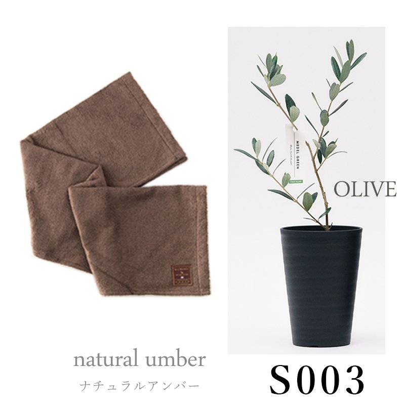 画像28: ◆ 最新作 ◆「 繁栄の象徴シリーズ 」 MAX MATERIA feat MEDEL GREEN　◆バスタオル１P＆オリーブ若木 ◆ デザイン黒樹脂鉢＆ギフトBOX入り　オリーブ：底から葉先まで約25〜40cm前後に剪定済 (28)