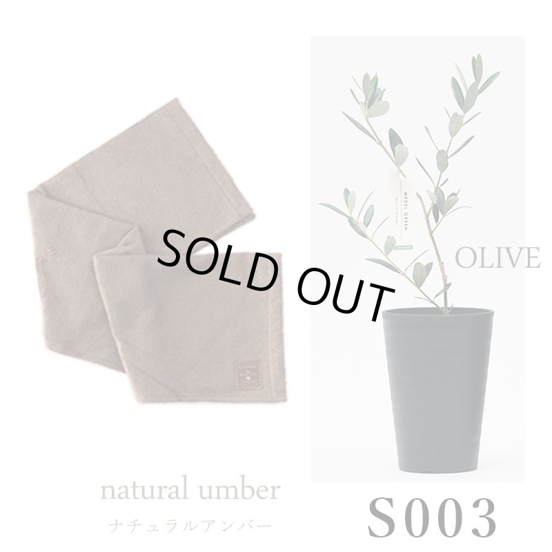 画像28: ◆ 最新作 ◆「 繁栄の象徴シリーズ 」 MAX MATERIA feat MEDEL GREEN　◆バスタオル１P＆オリーブ若木 ◆ デザイン黒樹脂鉢＆ギフトBOX入り　オリーブ：底から葉先まで約25〜40cm前後に剪定済 (28)