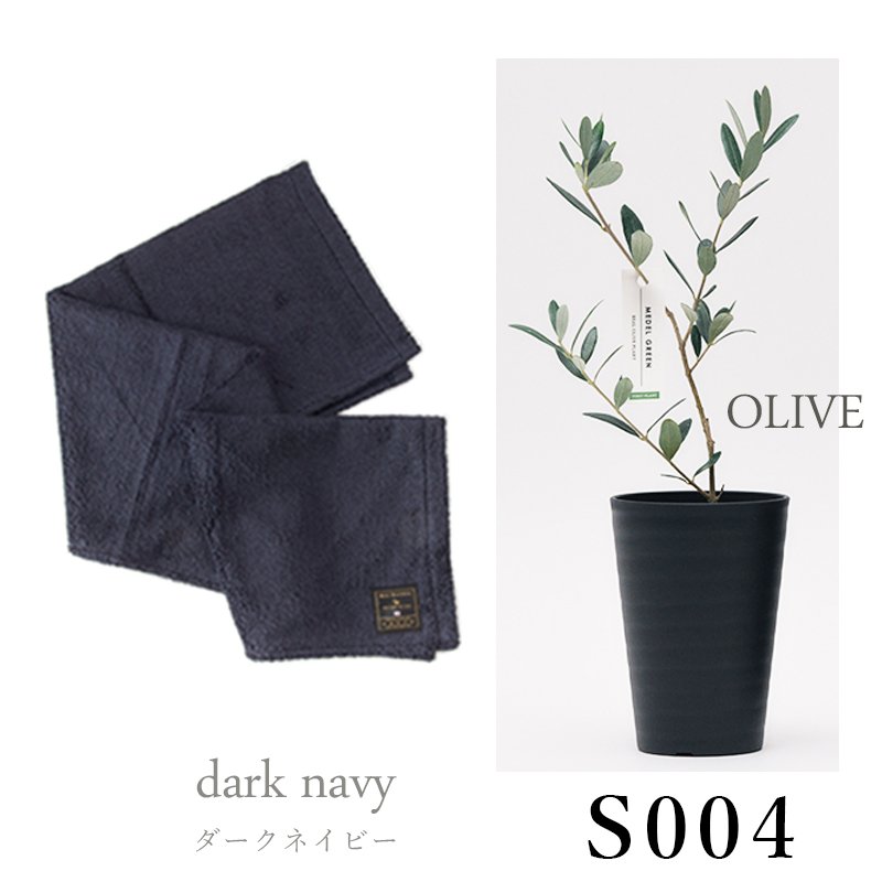 画像29: ◆ 最新作 ◆「 繁栄の象徴シリーズ 」 MAX MATERIA feat MEDEL GREEN　◆バスタオル１P＆オリーブ若木 ◆ デザイン黒樹脂鉢＆ギフトBOX入り　オリーブ：底から葉先まで約25〜40cm前後に剪定済 (29)