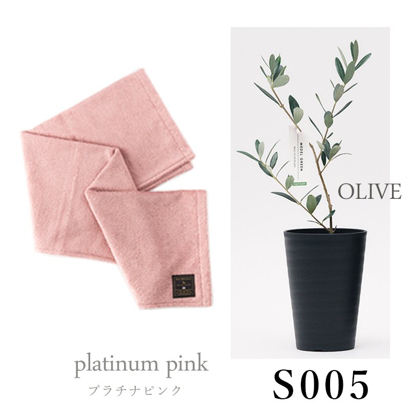 画像30: ◆ 最新作 ◆「 繁栄の象徴シリーズ 」 MAX MATERIA feat MEDEL GREEN　◆バスタオル１P＆オリーブ若木 ◆ デザイン黒樹脂鉢＆ギフトBOX入り　オリーブ：底から葉先まで約25〜40cm前後に剪定済 (30)