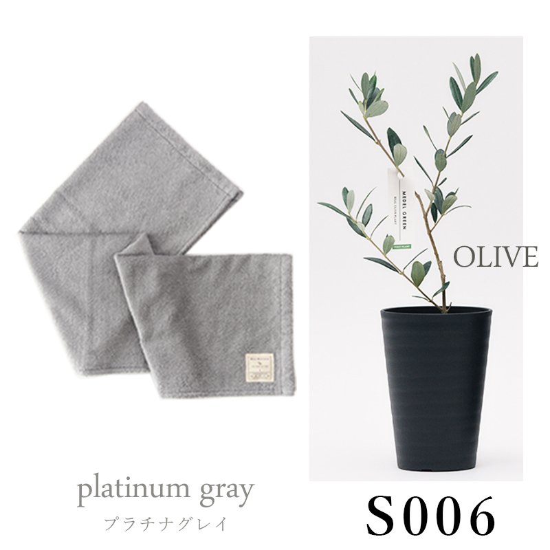 画像31: ◆ 最新作 ◆「 繁栄の象徴シリーズ 」 MAX MATERIA feat MEDEL GREEN　◆バスタオル１P＆オリーブ若木 ◆ デザイン黒樹脂鉢＆ギフトBOX入り　オリーブ：底から葉先まで約25〜40cm前後に剪定済 (31)