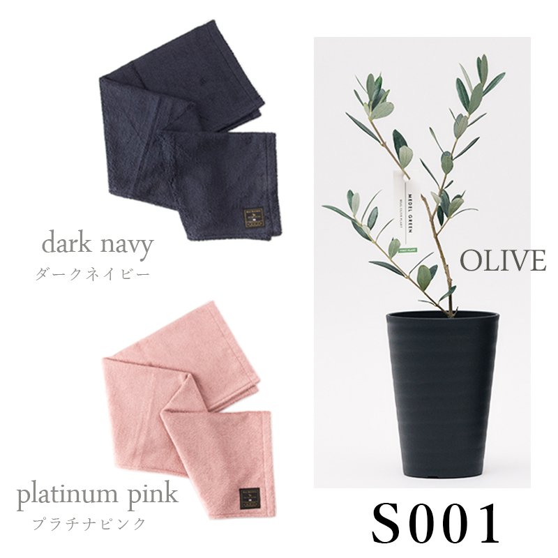 画像31: ◆ 最新作 ◆「 繁栄の象徴シリーズ 」 MAX MATERIA feat MEDEL GREEN　◆バス２P＆オリーブ若木 ◆ デザイン黒樹脂鉢＆ギフトBOX入り　オリーブ：底から葉先まで約25〜40cm前後に剪定済 (31)