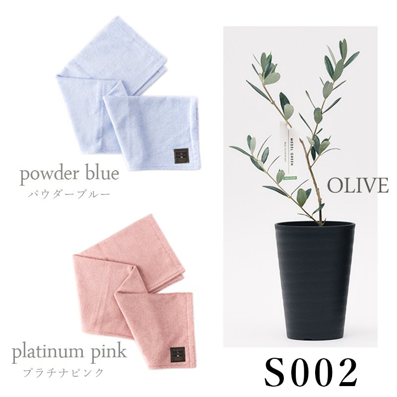 画像32: ◆ 最新作 ◆「 繁栄の象徴シリーズ 」 MAX MATERIA feat MEDEL GREEN　◆バス２P＆オリーブ若木 ◆ デザイン黒樹脂鉢＆ギフトBOX入り　オリーブ：底から葉先まで約25〜40cm前後に剪定済 (32)