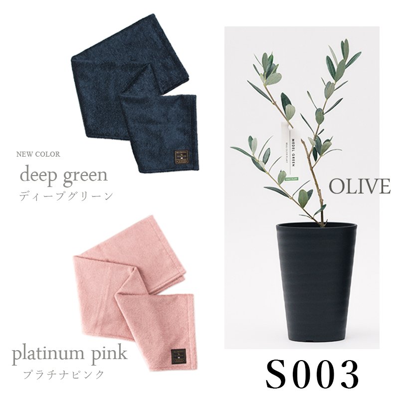 画像33: ◆ 最新作 ◆「 繁栄の象徴シリーズ 」 MAX MATERIA feat MEDEL GREEN　◆バス２P＆オリーブ若木 ◆ デザイン黒樹脂鉢＆ギフトBOX入り　オリーブ：底から葉先まで約25〜40cm前後に剪定済 (33)