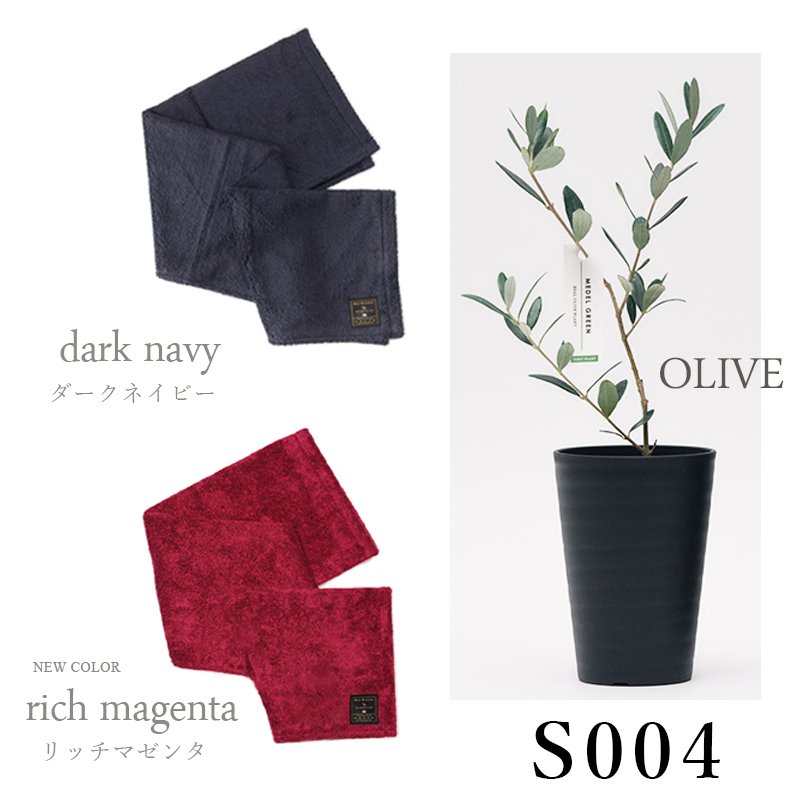 画像34: ◆ 最新作 ◆「 繁栄の象徴シリーズ 」 MAX MATERIA feat MEDEL GREEN　◆バス２P＆オリーブ若木 ◆ デザイン黒樹脂鉢＆ギフトBOX入り　オリーブ：底から葉先まで約25〜40cm前後に剪定済 (34)