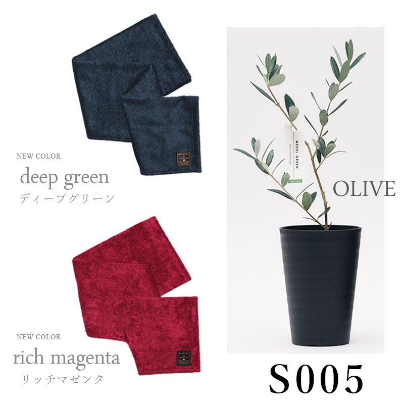 画像35: ◆ 最新作 ◆「 繁栄の象徴シリーズ 」 MAX MATERIA feat MEDEL GREEN　◆バス２P＆オリーブ若木 ◆ デザイン黒樹脂鉢＆ギフトBOX入り　オリーブ：底から葉先まで約25〜40cm前後に剪定済 (35)