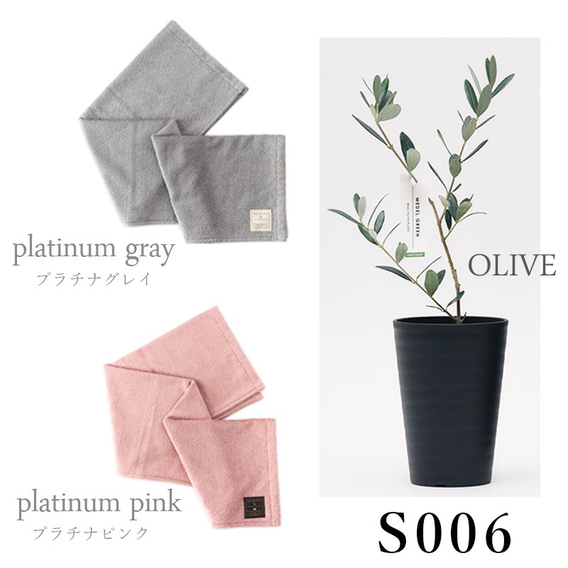 画像36: ◆ 最新作 ◆「 繁栄の象徴シリーズ 」 MAX MATERIA feat MEDEL GREEN　◆バス２P＆オリーブ若木 ◆ デザイン黒樹脂鉢＆ギフトBOX入り　オリーブ：底から葉先まで約25〜40cm前後に剪定済 (36)