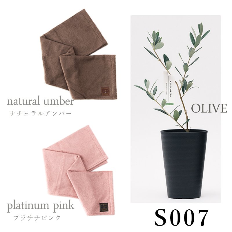 画像37: ◆ 最新作 ◆「 繁栄の象徴シリーズ 」 MAX MATERIA feat MEDEL GREEN　◆バス２P＆オリーブ若木 ◆ デザイン黒樹脂鉢＆ギフトBOX入り　オリーブ：底から葉先まで約25〜40cm前後に剪定済 (37)