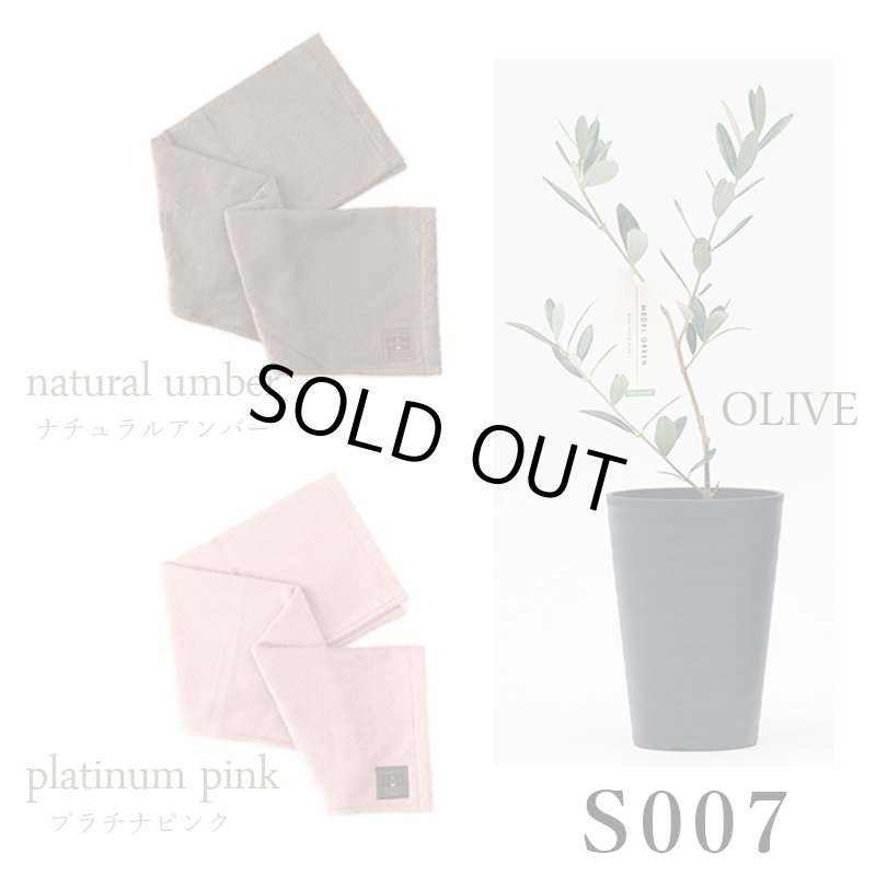 画像37: ◆ 最新作 ◆「 繁栄の象徴シリーズ 」 MAX MATERIA feat MEDEL GREEN　◆バス２P＆オリーブ若木 ◆ デザイン黒樹脂鉢＆ギフトBOX入り　オリーブ：底から葉先まで約25〜40cm前後に剪定済 (37)