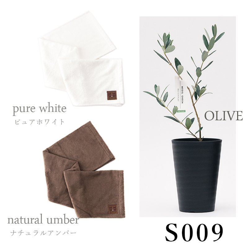 画像39: ◆ 最新作 ◆「 繁栄の象徴シリーズ 」 MAX MATERIA feat MEDEL GREEN　◆バス２P＆オリーブ若木 ◆ デザイン黒樹脂鉢＆ギフトBOX入り　オリーブ：底から葉先まで約25〜40cm前後に剪定済 (39)