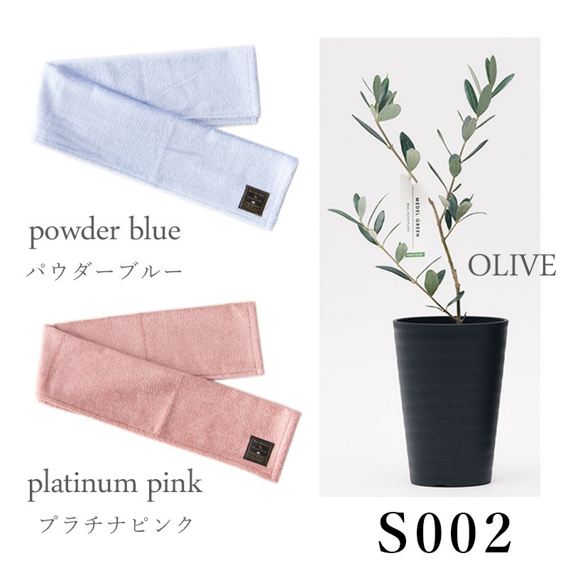 画像20: ◆ 最新作 ◆「 繁栄の象徴シリーズ 」 MAX MATERIA feat MEDEL GREEN ◆フェイス2P&オリーブ若木 ◆ デザイン黒樹脂鉢&ギフトBOX入り オリーブ:底から葉先まで約25〜40cm前後に剪定済 (20)