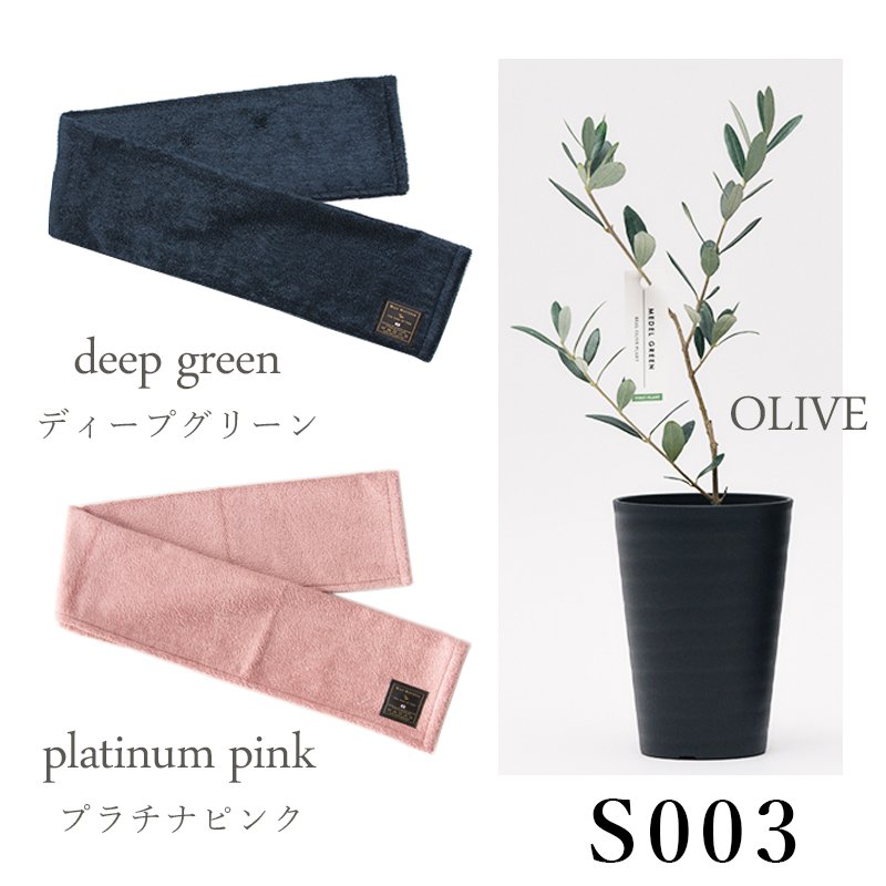 画像21: ◆ 最新作 ◆「 繁栄の象徴シリーズ 」 MAX MATERIA feat MEDEL GREEN ◆フェイス2P&オリーブ若木 ◆ デザイン黒樹脂鉢&ギフトBOX入り オリーブ:底から葉先まで約25〜40cm前後に剪定済 (21)