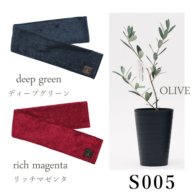 画像23: ◆ 最新作 ◆「 繁栄の象徴シリーズ 」 MAX MATERIA feat MEDEL GREEN ◆フェイス2P&オリーブ若木 ◆ デザイン黒樹脂鉢&ギフトBOX入り オリーブ:底から葉先まで約25〜40cm前後に剪定済 (23)