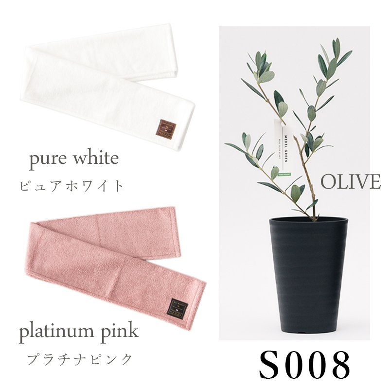 画像26: ◆ 最新作 ◆「 繁栄の象徴シリーズ 」 MAX MATERIA feat MEDEL GREEN ◆フェイス2P&オリーブ若木 ◆ デザイン黒樹脂鉢&ギフトBOX入り オリーブ:底から葉先まで約25〜40cm前後に剪定済 (26)