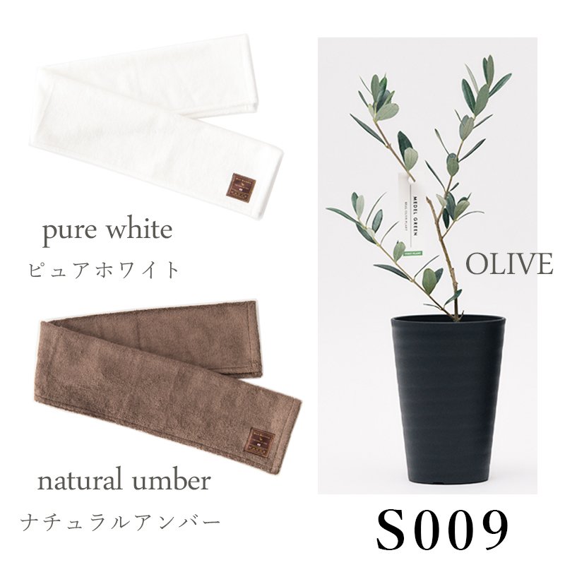 画像27: ◆ 最新作 ◆「 繁栄の象徴シリーズ 」 MAX MATERIA feat MEDEL GREEN ◆フェイス2P&オリーブ若木 ◆ デザイン黒樹脂鉢&ギフトBOX入り オリーブ:底から葉先まで約25〜40cm前後に剪定済 (27)