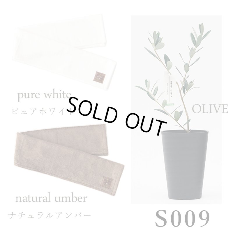 画像27: ◆ 最新作 ◆「 繁栄の象徴シリーズ 」 MAX MATERIA feat MEDEL GREEN　◆フェイス２P＆オリーブ若木 ◆ デザイン黒樹脂鉢＆ギフトBOX入り　オリーブ：底から葉先まで約25〜40cm前後に剪定済 (27)