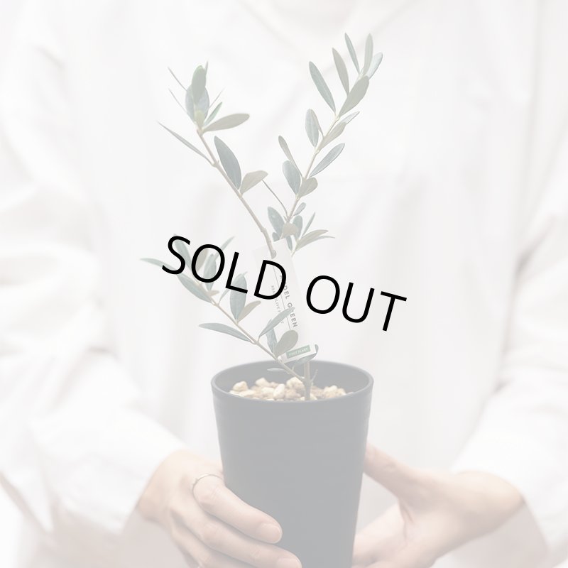 画像5: MEDEL GREEN　◆ オリーブ苗木　黒プラ樹脂鉢　ご自宅用 ◆底から葉先まで約25〜40cm前後に剪定してお届け (5)