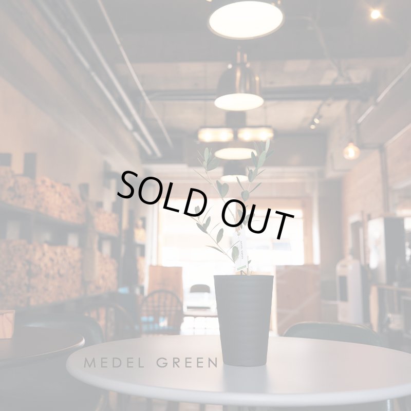 画像1: MEDEL GREEN　◆ オリーブ苗木　黒プラ樹脂鉢　ご自宅用 ◆底から葉先まで約25〜40cm前後に剪定してお届け (1)