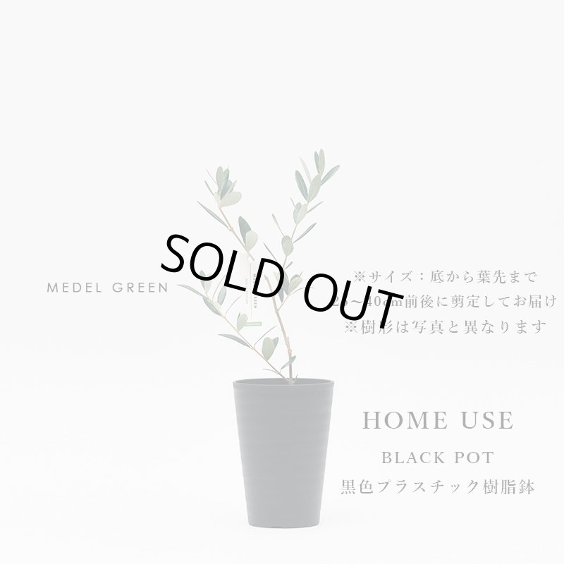 画像9: MEDEL GREEN　◆ オリーブ苗木　黒プラ樹脂鉢　ご自宅用 ◆底から葉先まで約25〜40cm前後に剪定してお届け (9)