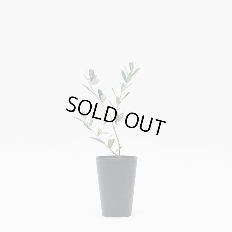 画像4: MEDEL GREEN　◆ オリーブ苗木　黒プラ樹脂鉢　ご自宅用 ◆底から葉先まで約25〜40cm前後に剪定してお届け (4)