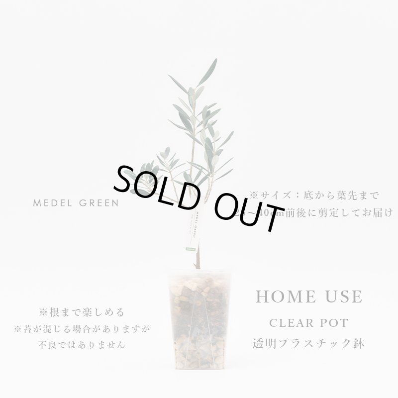画像7: MEDEL GREEN　◆ オリーブ苗木　透明プラ樹脂鉢　ご自宅用 ◆底から葉先まで約25〜40cm前後に剪定してお届け (7)