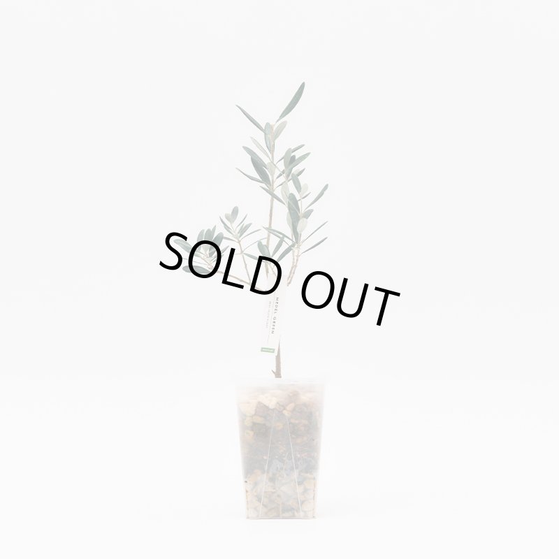 画像3: MEDEL GREEN　◆ オリーブ苗木　透明プラ樹脂鉢　ご自宅用 ◆底から葉先まで約25〜40cm前後に剪定してお届け (3)