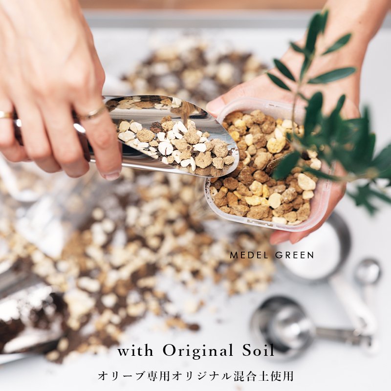 画像18: MEDEL GREEN　◆ オリーブ苗木　陶器鉢  ギフトラッピング仕様 ◆  サイズ：底から葉先まで約35〜45cm前後に剪定してお届け (18)