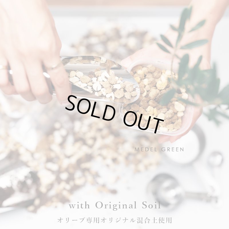 画像18: MEDEL GREEN　◆ オリーブ苗木　陶器鉢  ギフトラッピング仕様 ◆  サイズ：底から葉先まで約35〜45cm前後に剪定してお届け (18)