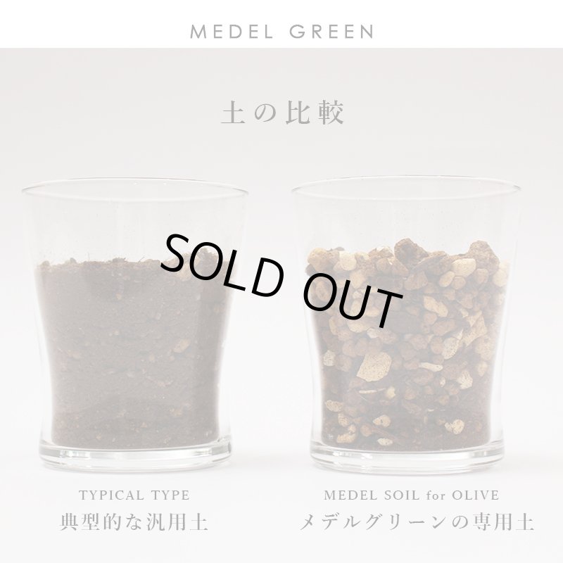 画像10: MEDEL GREEN ◆ オリーブ苗木 陶器鉢 L サイズ  ◆ :底から葉先まで約55〜65cm前後に剪定してお届け (10)