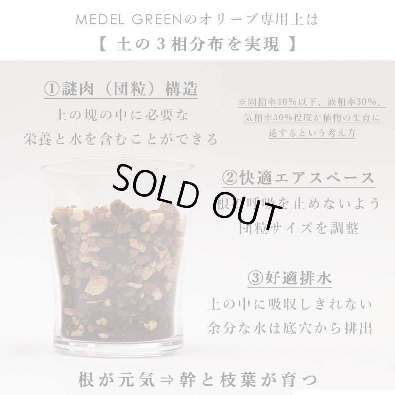 画像11: MEDEL GREEN ◆ オリーブ苗木 陶器鉢 L サイズ  ◆ :底から葉先まで約55〜65cm前後に剪定してお届け (11)