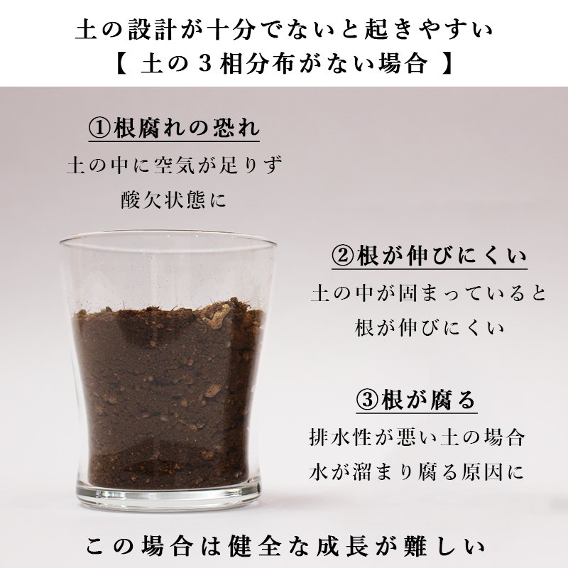 画像37: ◆ 最新作 ◆「 繁栄の象徴シリーズ 」 MAX MATERIA feat MEDEL GREEN ◆フェイス2P&オリーブ若木 ◆ デザイン黒樹脂鉢&ギフトBOX入り オリーブ:底から葉先まで約25〜40cm前後に剪定済 (37)