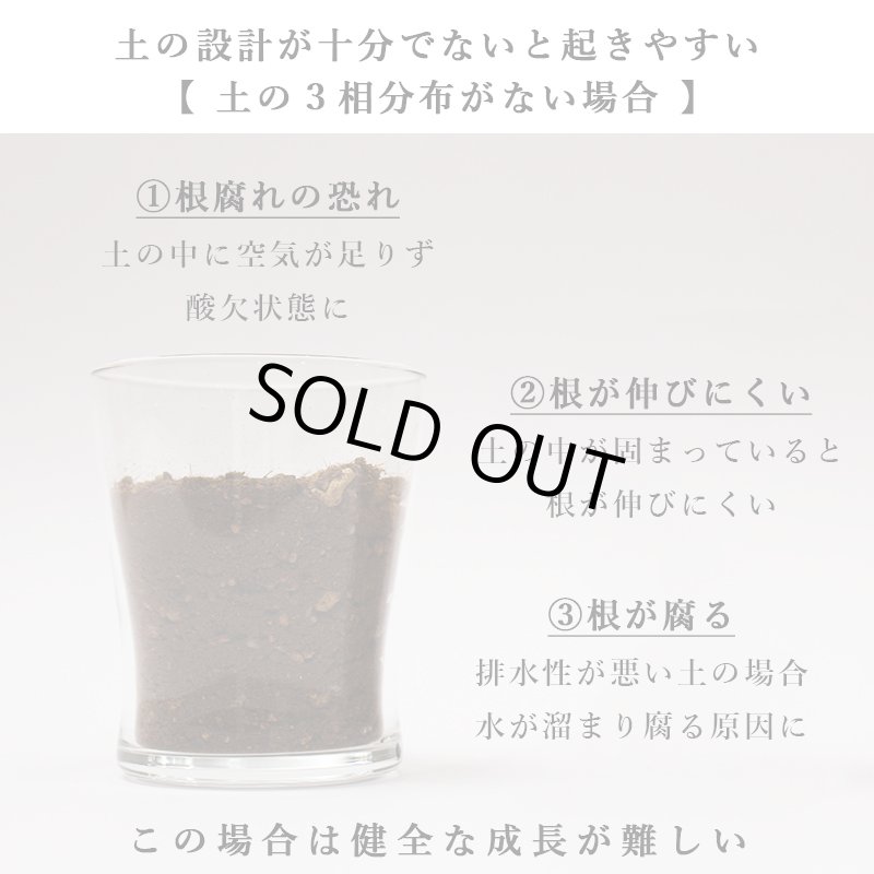 画像12: MEDEL GREEN ◆ オリーブ苗木 陶器鉢 L サイズ  ◆ :底から葉先まで約55〜65cm前後に剪定してお届け (12)