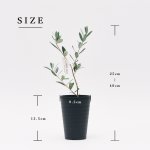 画像25: ◆ 最新作 ◆「 繁栄の象徴シリーズ 」 MAX MATERIA feat MEDEL GREEN　◆バスタオル１P＆オリーブ若木 ◆ デザイン黒樹脂鉢＆ギフトBOX入り　オリーブ：底から葉先まで約25〜40cm前後に剪定済 (25)