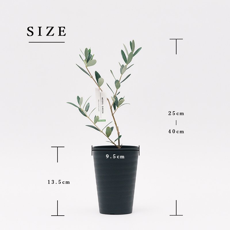 画像47: ◆ 最新作 ◆「 繁栄の象徴シリーズ 」 MAX MATERIA feat MEDEL GREEN ◆フェイス2P&オリーブ若木 ◆ デザイン黒樹脂鉢&ギフトBOX入り オリーブ:底から葉先まで約25〜40cm前後に剪定済 (47)