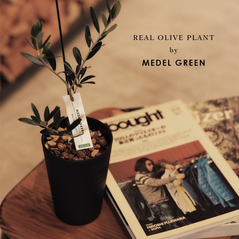 画像34: ◆ 最新作 ◆「 繁栄の象徴シリーズ 」 MAX MATERIA feat MEDEL GREEN ◆フェイス2P&オリーブ若木 ◆ デザイン黒樹脂鉢&ギフトBOX入り オリーブ:底から葉先まで約25〜40cm前後に剪定済 (34)