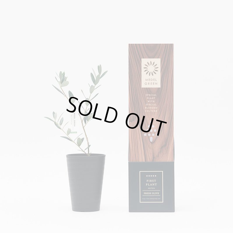 画像2: MEDEL GREEN　◆ オリーブ苗木　黒プラ樹脂鉢　専用ギフトBOX仕様  ◆ BOX約高：40cm　オリーブ：底から葉先まで約25〜40cm前後に剪定済 (2)