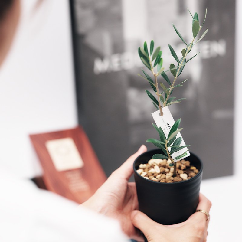 画像18: ◆ 最新作 ◆「 繁栄の象徴シリーズ 」 MAX MATERIA feat MEDEL GREEN ◆フェイス2P&オリーブ若木 ◆ デザイン黒樹脂鉢&ギフトBOX入り オリーブ:底から葉先まで約25〜40cm前後に剪定済 (18)