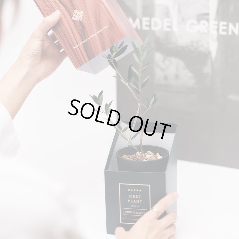 画像1: MEDEL GREEN　◆ オリーブ苗木　黒プラ樹脂鉢　専用ギフトBOX仕様  ◆ BOX約高：40cm　オリーブ：底から葉先まで約25〜40cm前後に剪定済 (1)