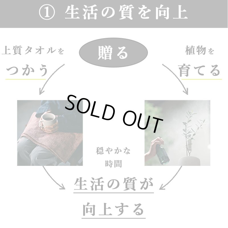 画像13: ◆ 最新作 ◆「 繁栄の象徴シリーズ 」 MAX MATERIA feat MEDEL GREEN　◆バス２P＆オリーブ若木 ◆ デザイン黒樹脂鉢＆ギフトBOX入り　オリーブ：底から葉先まで約25〜40cm前後に剪定済 (13)